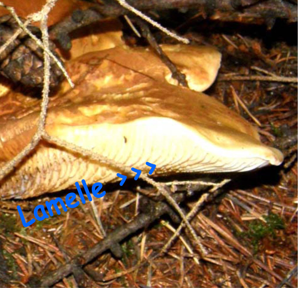 Sempre la stessa specie di Suillus?